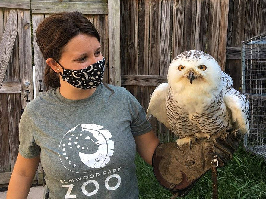 elisa with temple snowy owl at zoo