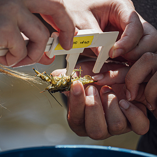 Students of Dr. Bove collect and measure crayfish in the Perkiomen Creek for research. - June 25, 2024