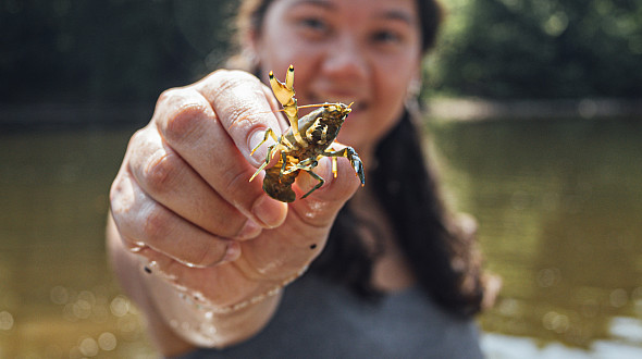 Students of Dr. Bove collect and measure crayfish in the Perkiomen Creek for research. - June 25, 2024
