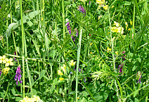 A cover crop mixture.