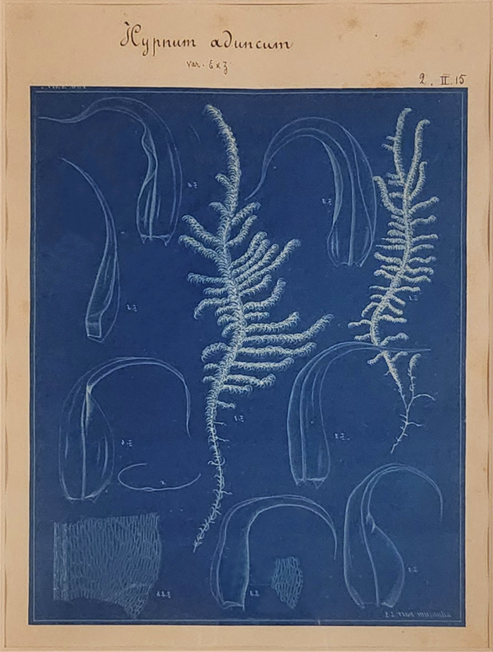 White silhouettes of plants on dark blue background.