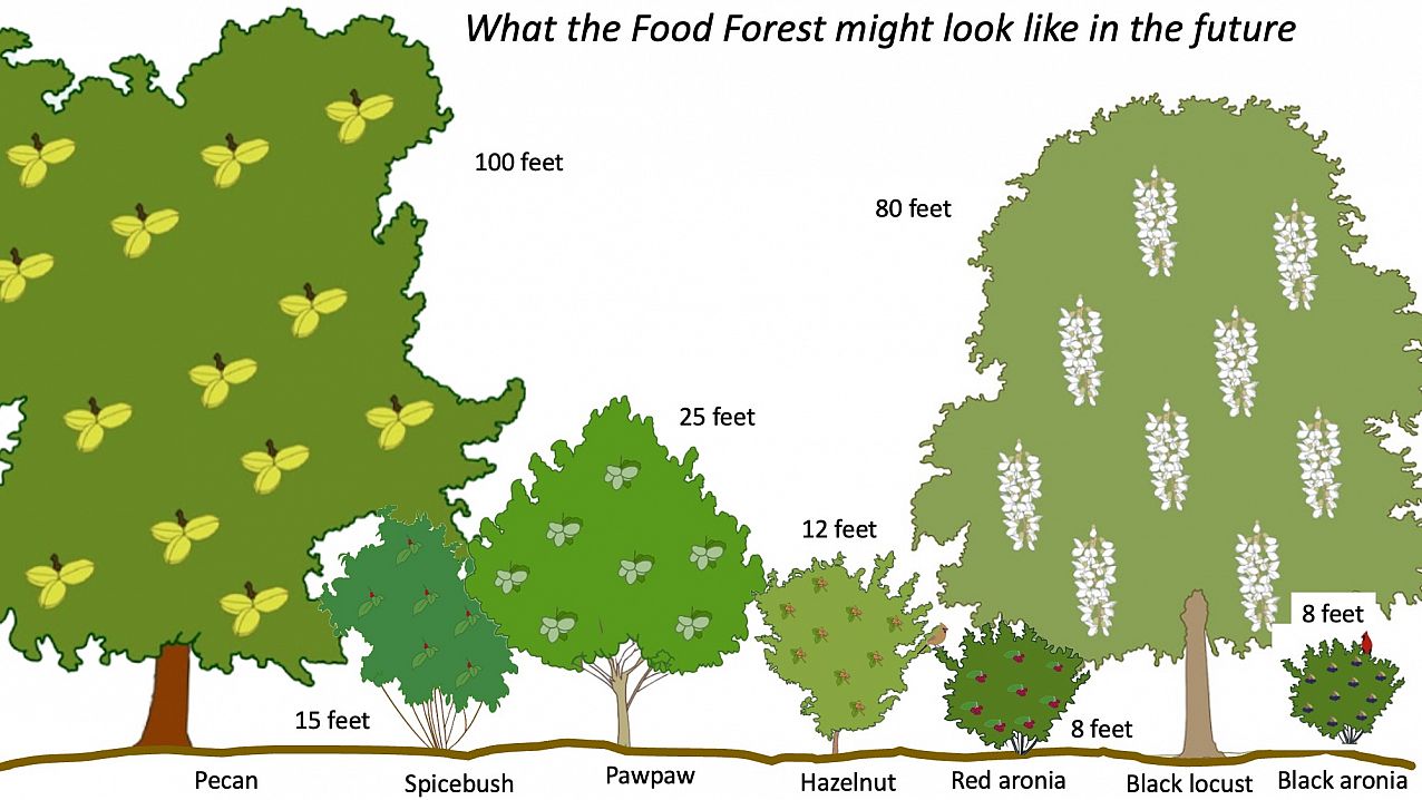 Illustration of food-producing vertical layers at the food forest. 