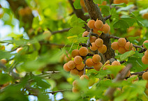 Fruit of the Ginkgo biloba tree