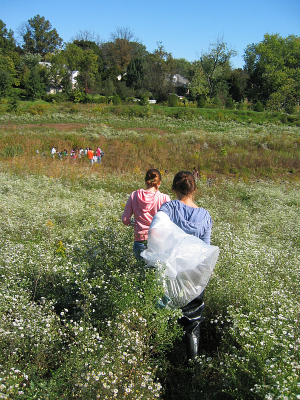 Heading into the naturalized stormwater basin to sweep for insects.