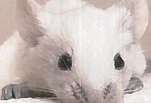 Permeability Mouse