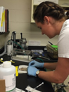 Breanna Bashaw in the process of anesthetizing subjects.