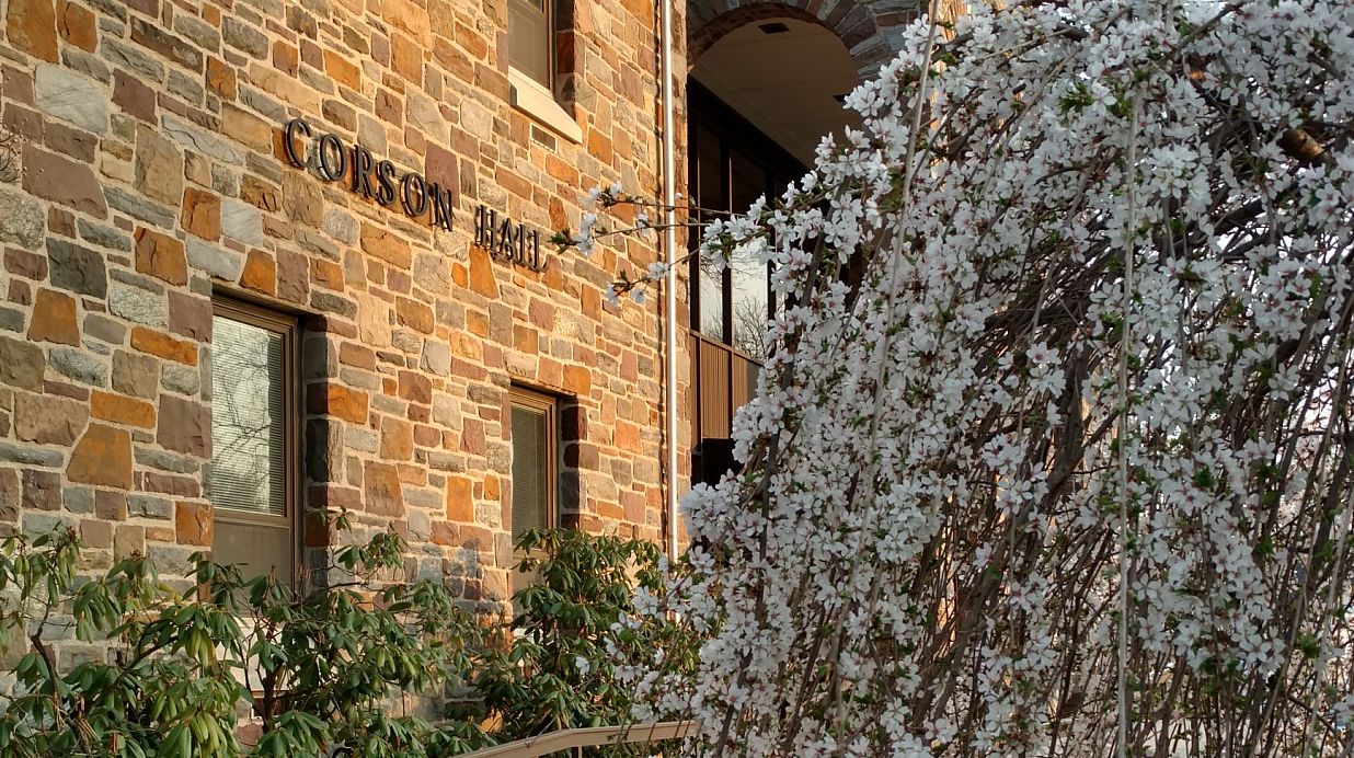 A Weeping Cherry blooms outside of Corson Hall.