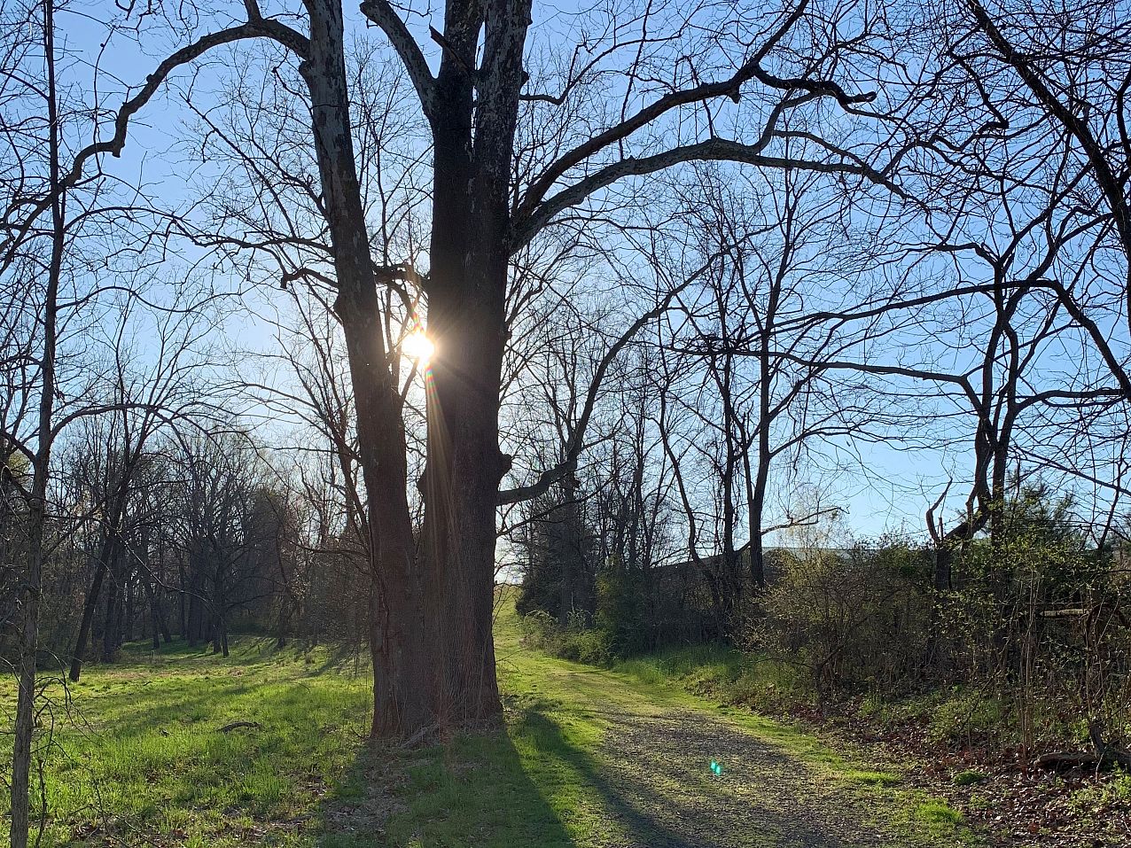 Hunsberger Woods