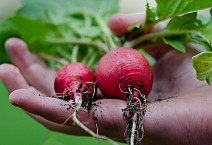 radishes in garden